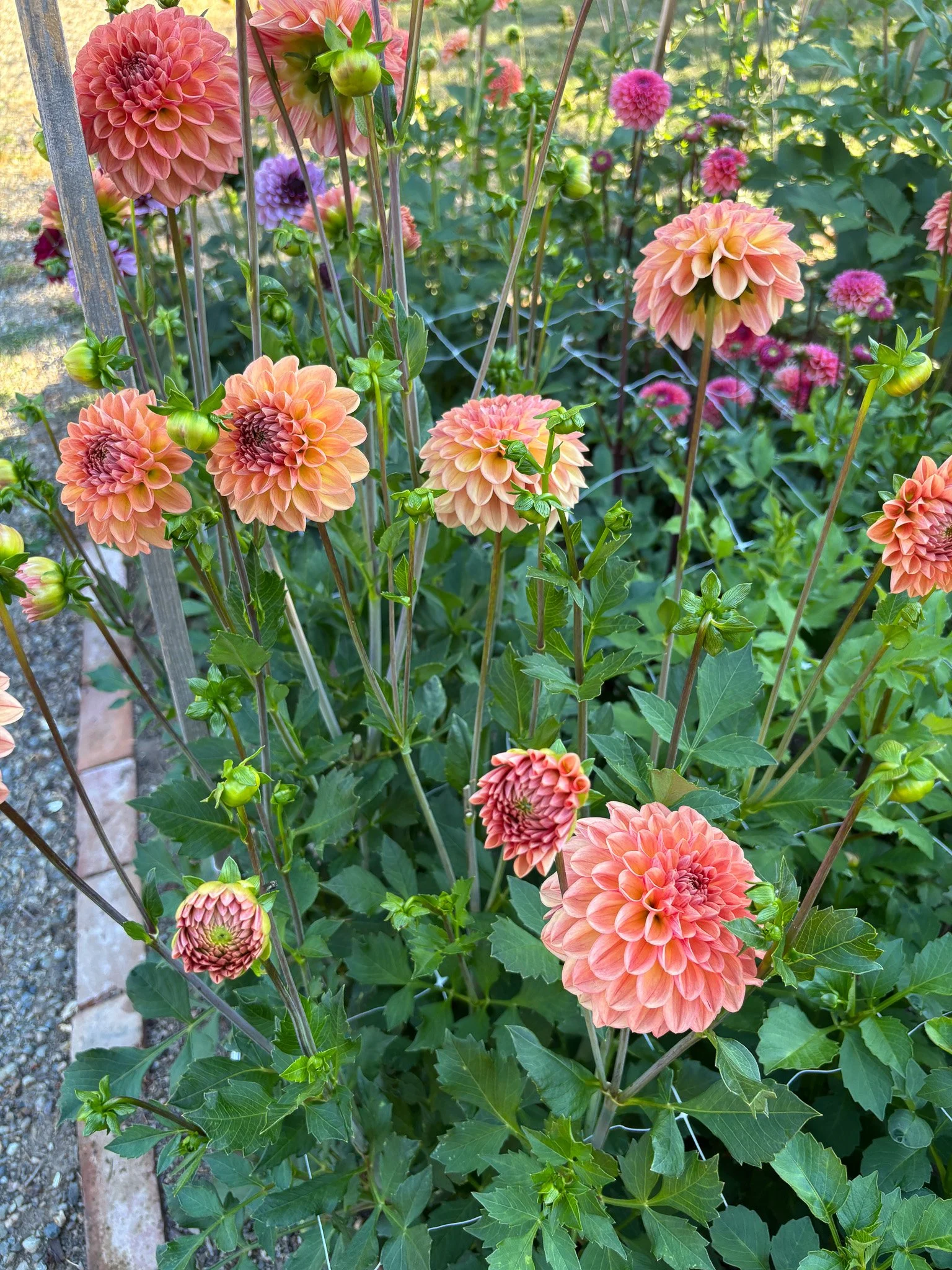 Dahlia : Lark's Ebbe — ciderpress lane